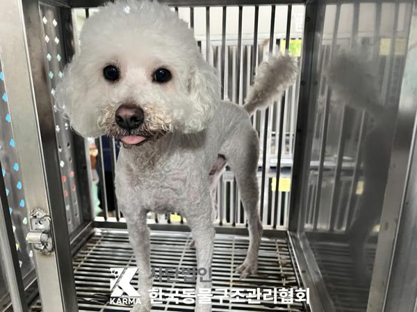 보호중 푸들의 가족…